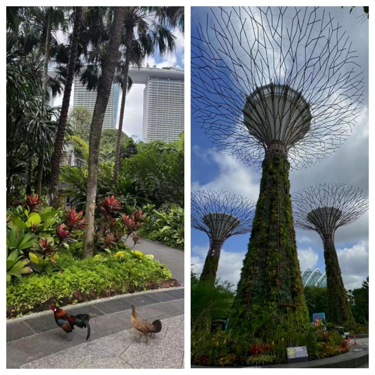 领航星号新加坡岸上