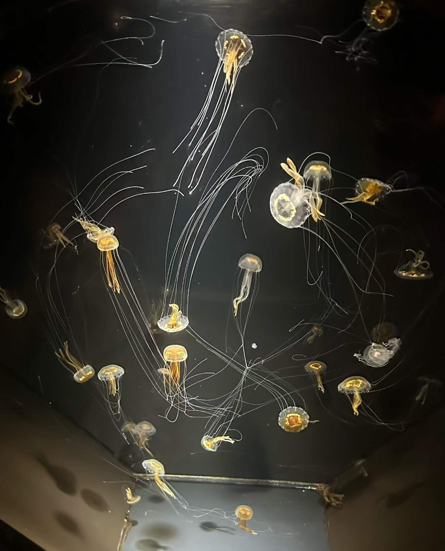 爱达魔都号水族馆风景.png