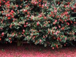 【J005】济州岸上线路