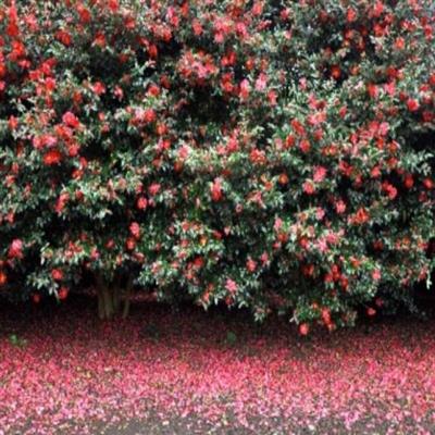 到邮轮旅游_【J005】济州岸上线路